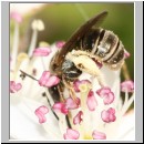 Halictus tumulorum - Furchenbiene 02 7mm.jpg